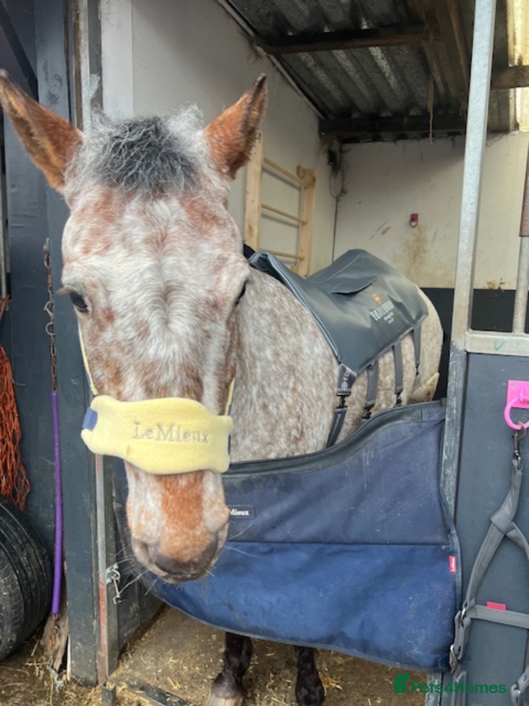 Appaloosa horses for sale: 13.1 hh Appaloosa Mare  - Image 24