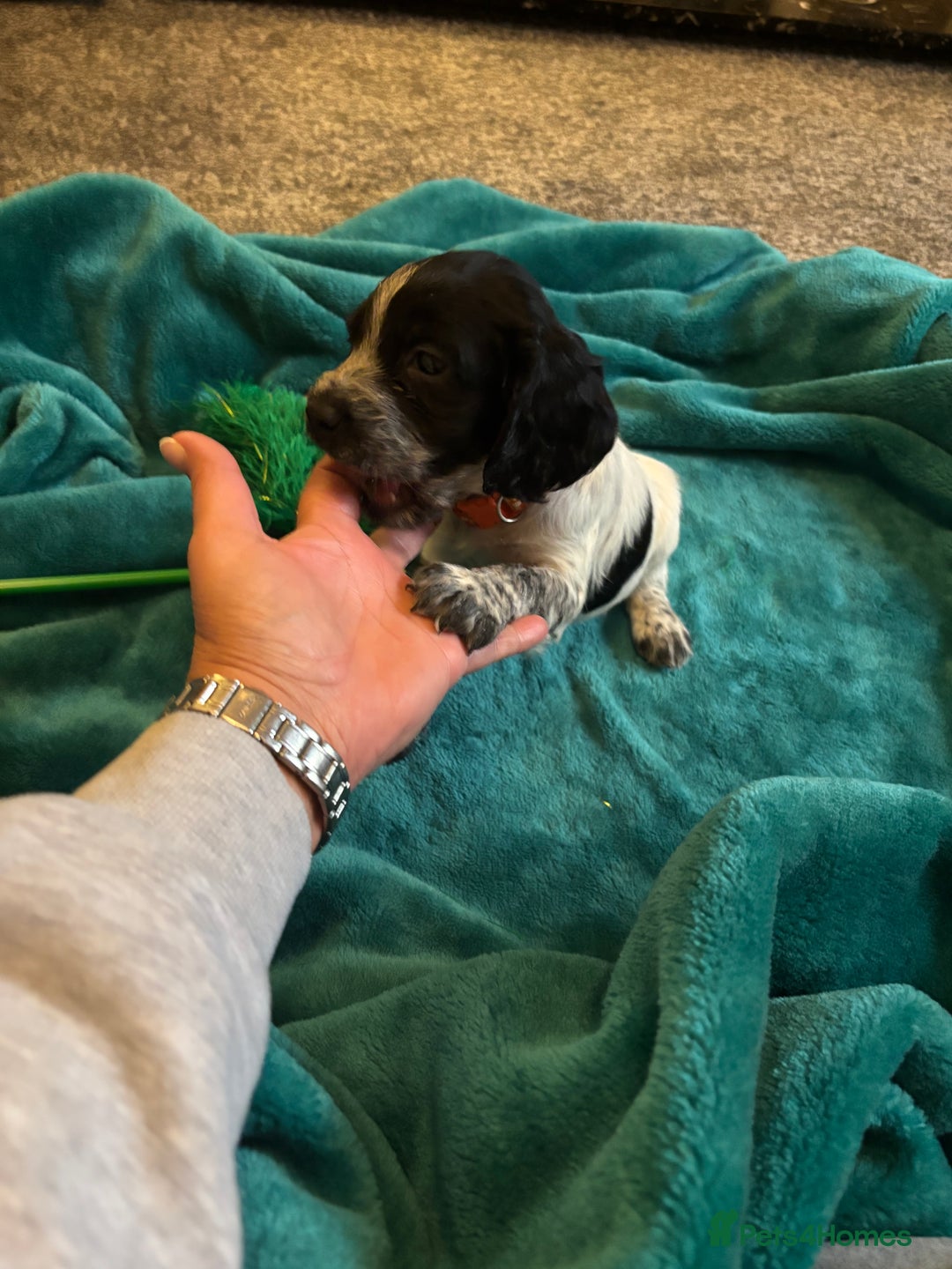 Cocker Spaniel dogs for sale: Georgous blue roan cocker spaniels - Image 37