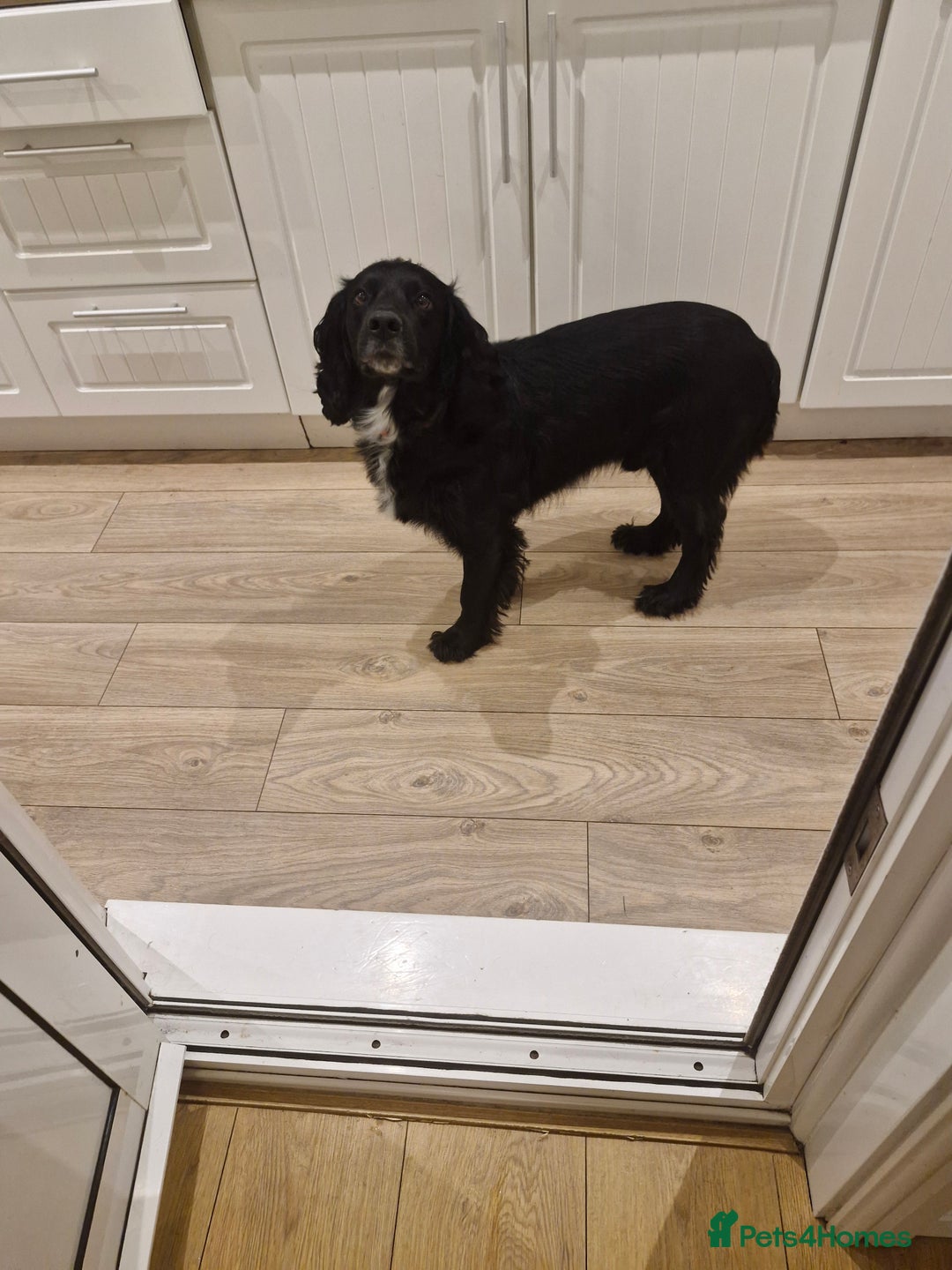 Sprocker dogs for sale: Beautiful sprocker pups - Image 10