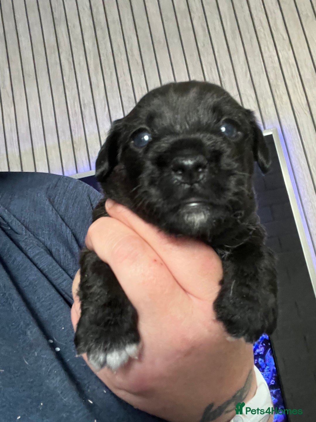 Patterjack dogs for sale: Gorgeous/ Patterjack x Patterdale pups ♥️ - Image 7