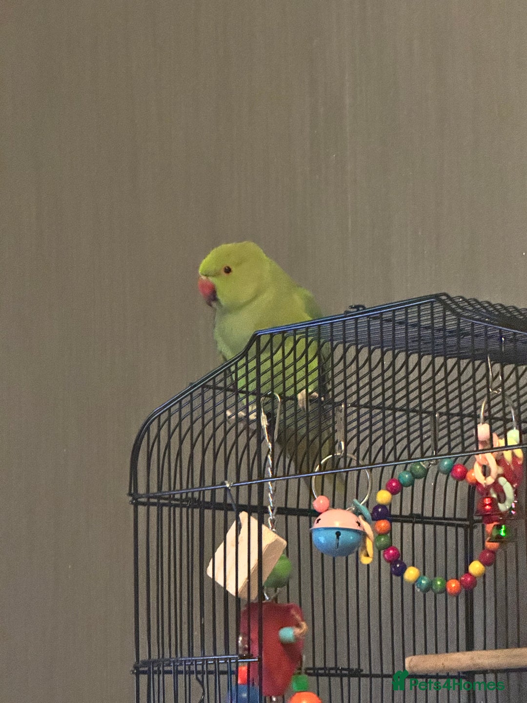 Ringnecks birds for sale: Indian ring neck  - Advert 3