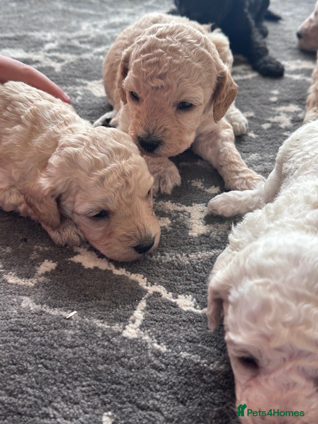 Miniature Poodle dogs for sale: Outstanding litter of mini poodles - Image 9