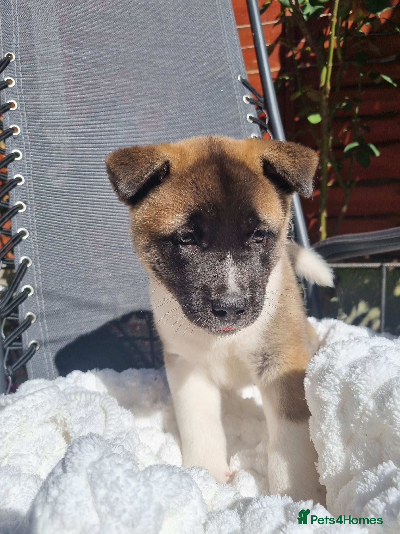 Akita dogs Ready now! 1 left! Pure breed American Akita - Advert 2