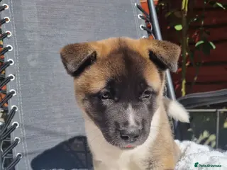 Akita dogs Ready now! 1 left! Pure breed American Akita - Advert 2