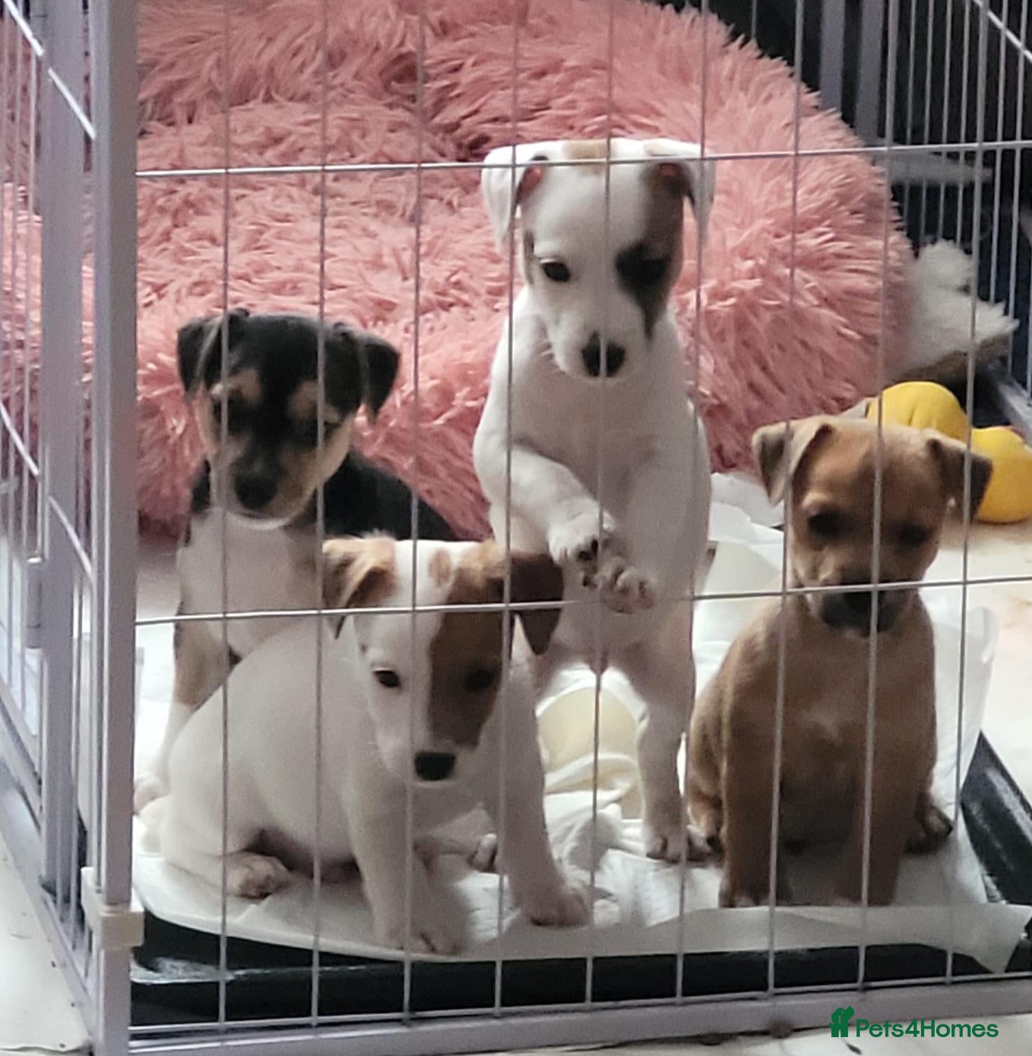 Jack Russell dogs Jack Russell Puppies x 4 - Advert 1