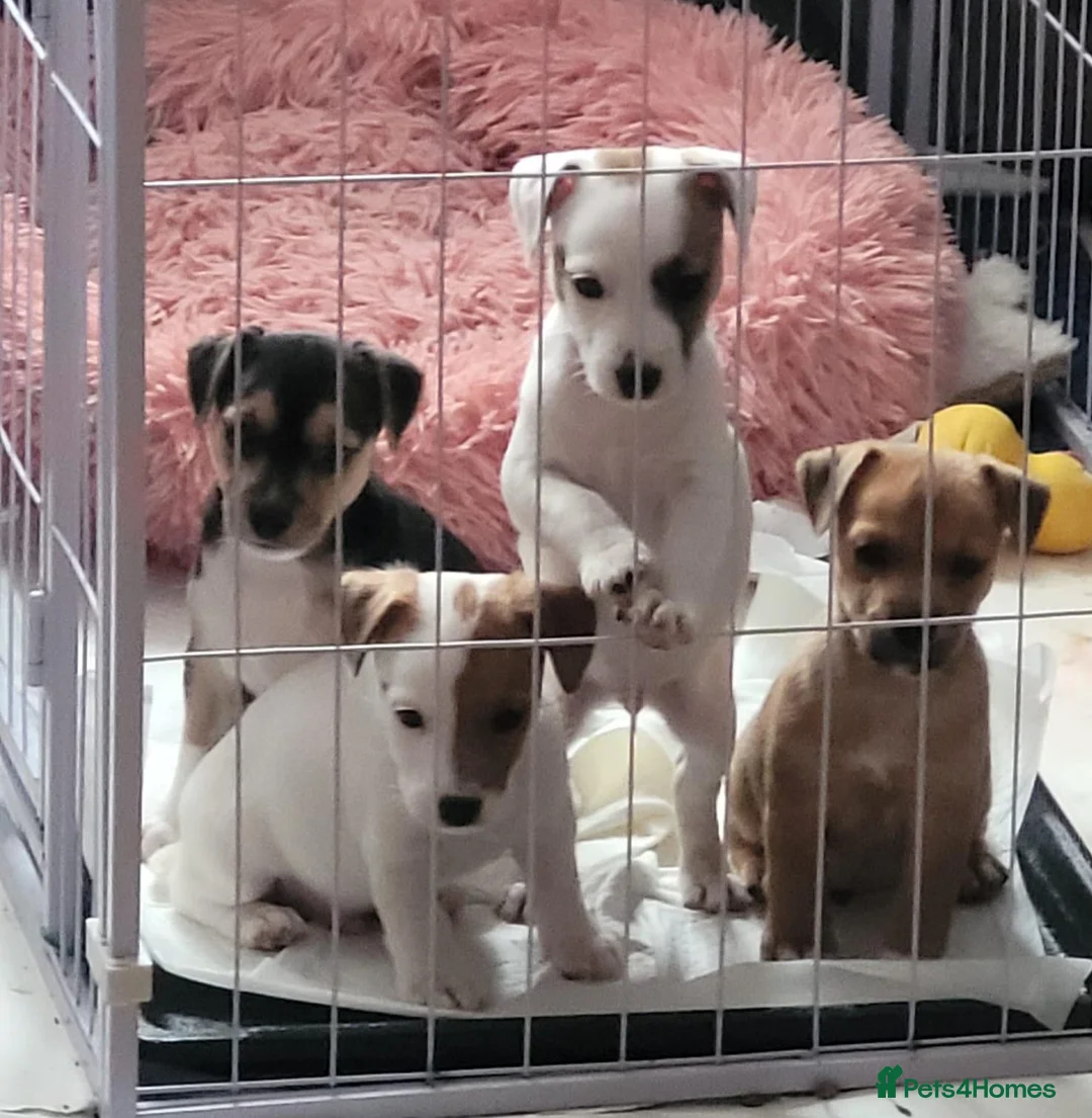 Jack Russell dogs for sale: Jack Russell Puppies x 4 in Hereford - Advert 1