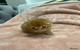 Scottish Fold cats for sale: Scottish fold/straight kittens  - Image 16