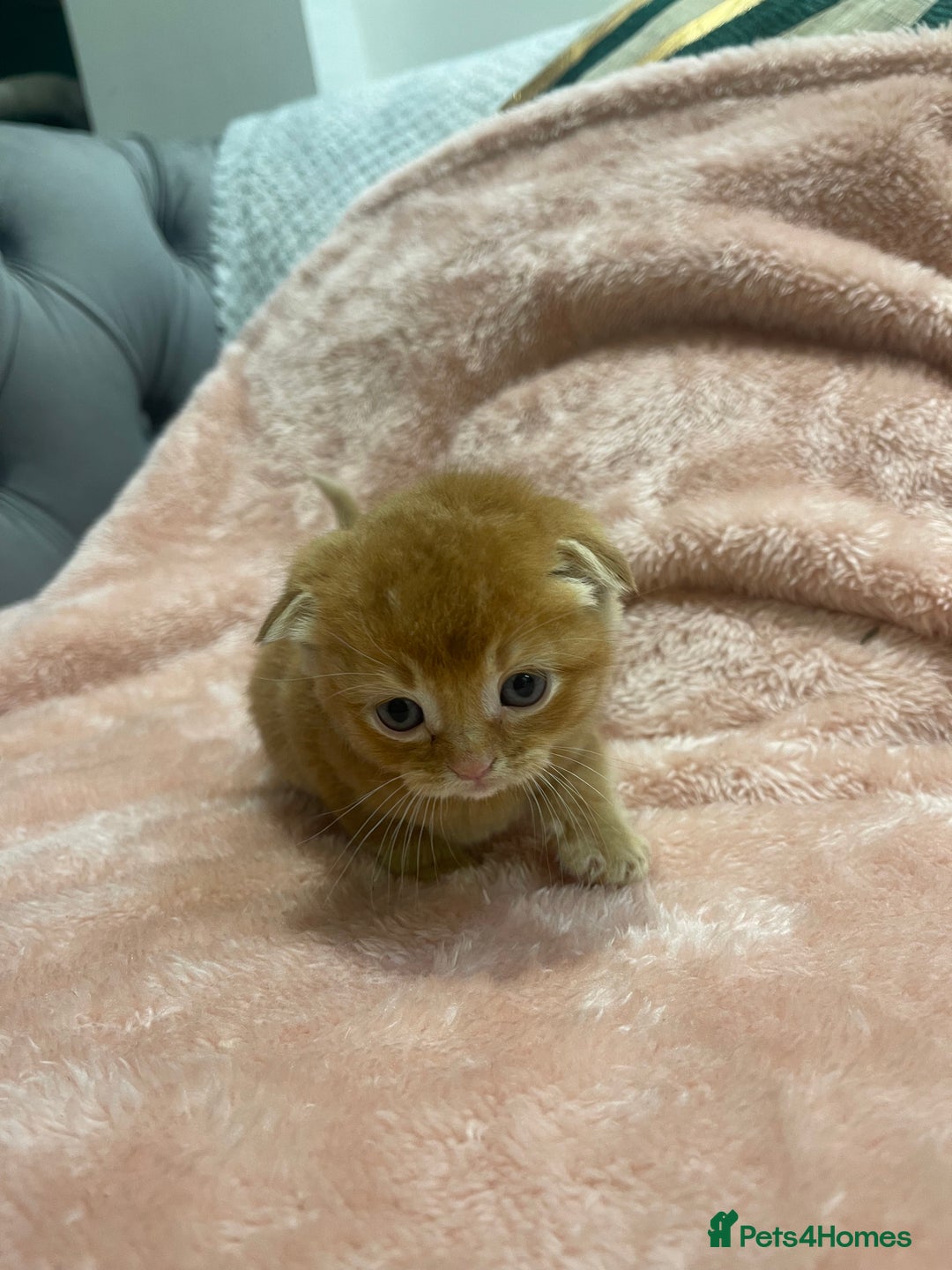 Scottish Fold cats for sale: Scottish fold/straight kittens  - Image 16