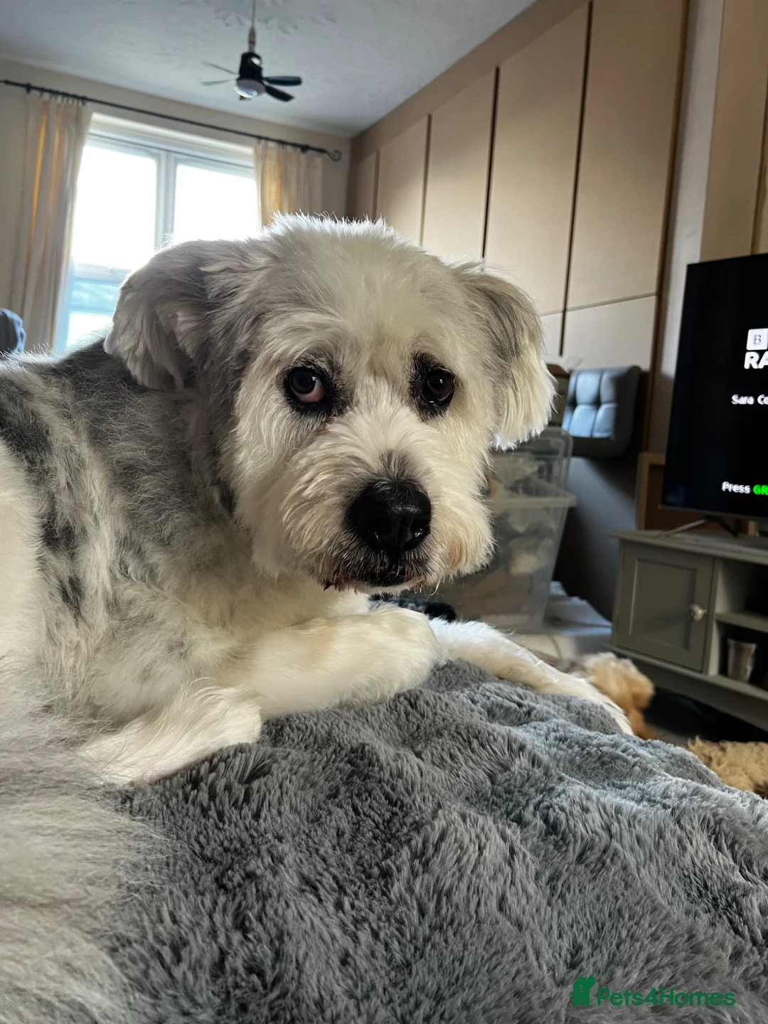 Mixed Breed dogs for adoption: Teddy is looking for a home -Mioritic Shepherd  - Advert 1