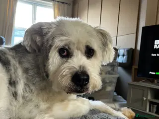 Mixed Breed dogs Teddy is looking for a home -Mioritic Shepherd - Advert 2