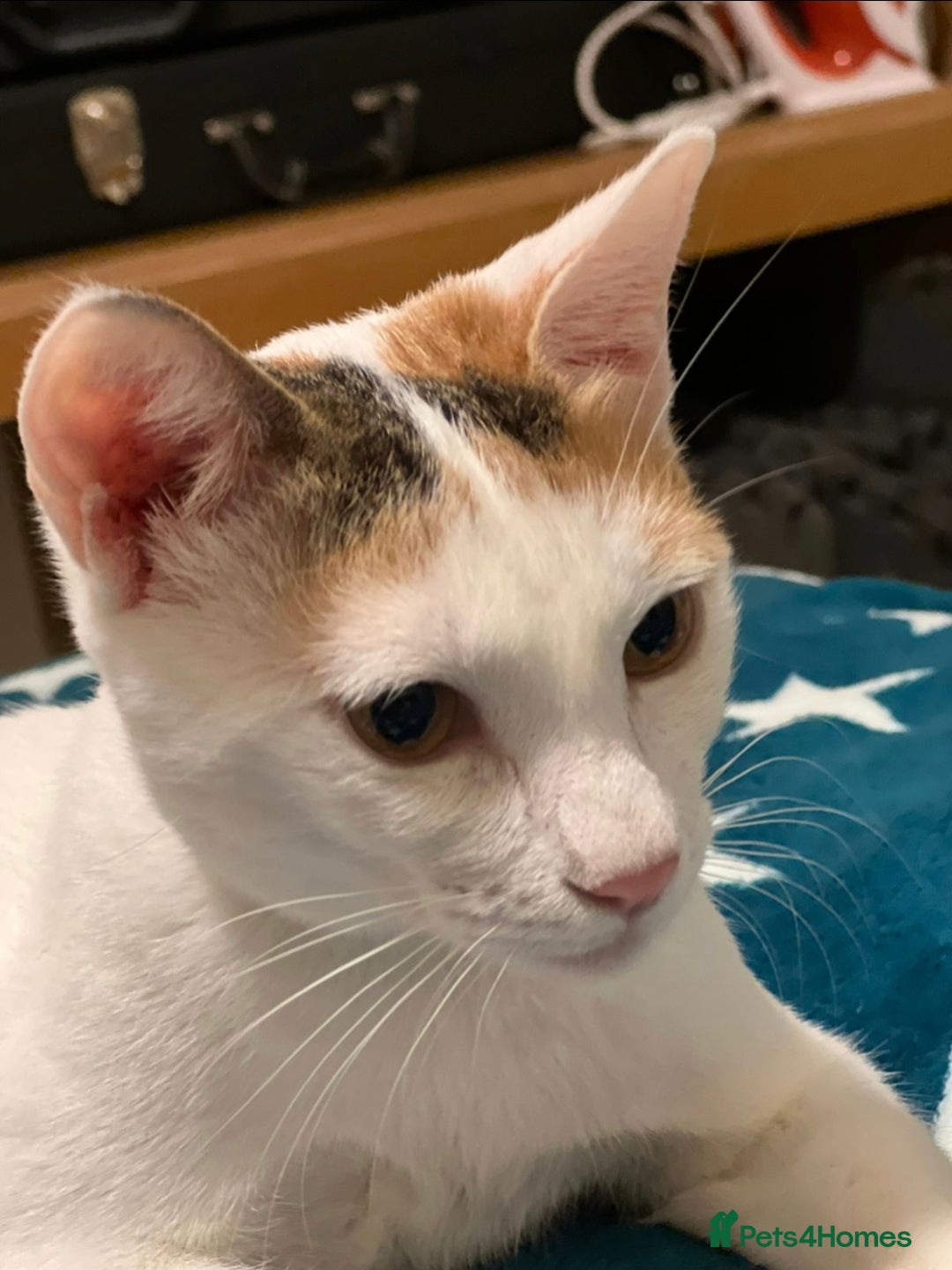 Mixed Breed cats for adoption: [Indoors only] Katzie - Cuddly and Playful girl! - Image 10
