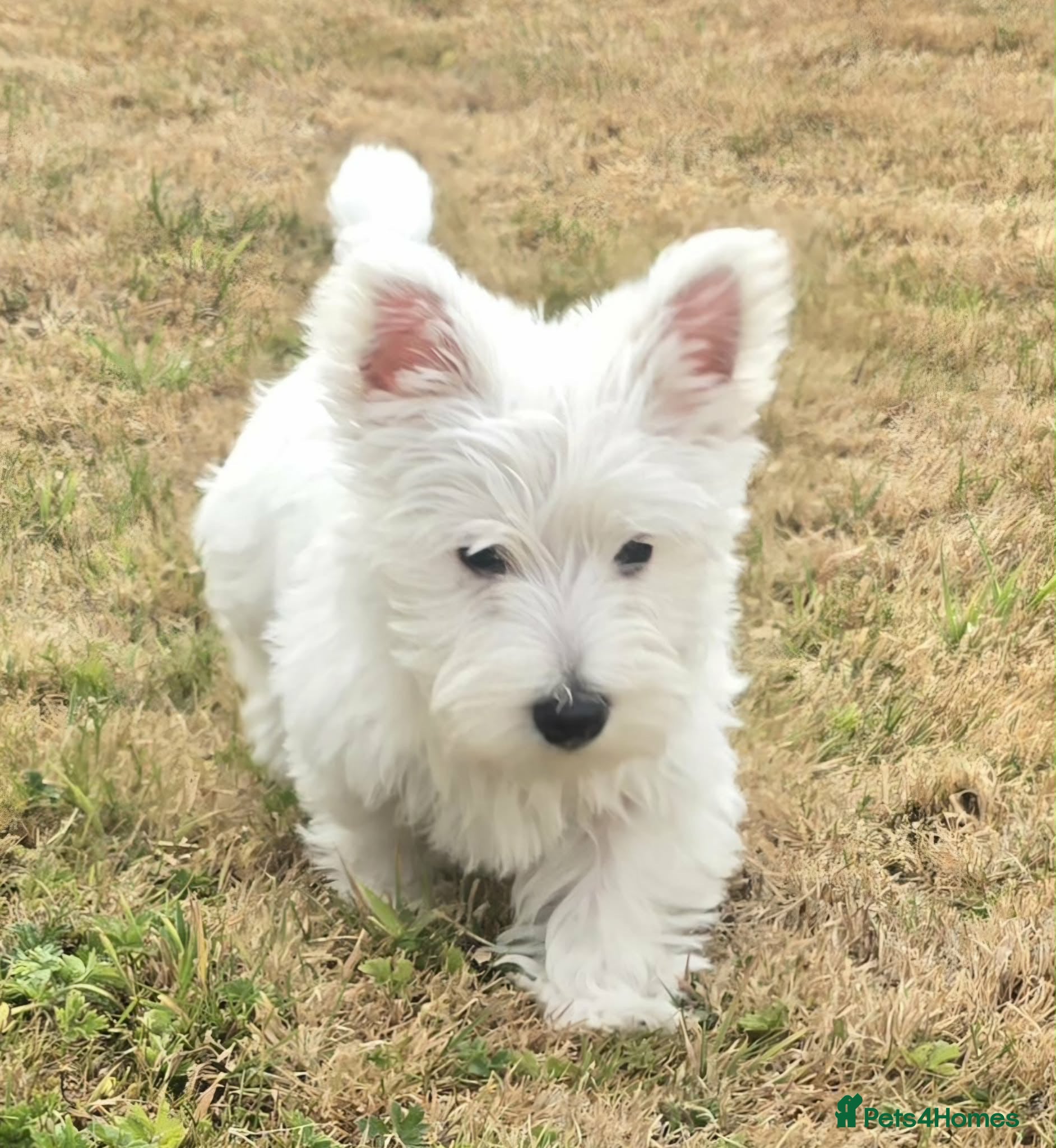 West Highland Terrier dogs Alfie, West Highland White Terrier, Boy - Advert 1