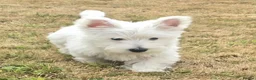 West Highland Terrier dogs for sale: Alfie, West Highland White Terrier, Boy - Advert 1