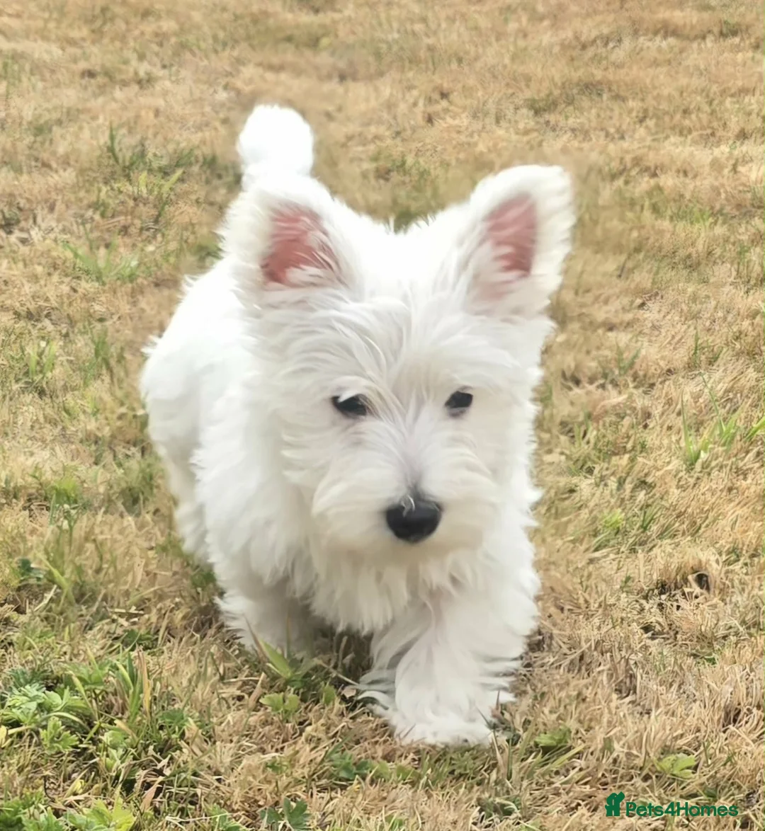 West Highland Terrier dogs for sale: Alfie, West Highland White Terrier, Boy - Advert 1