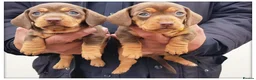 Miniature Dachshund dogs for sale: KC Mini Dachshund Puppies – Ultra Low 0.9% COI - Advert 5