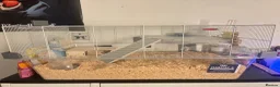 Gerbil rodents for sale: 2 Gerbils and starter set up!  in Birmingham - Advert 10