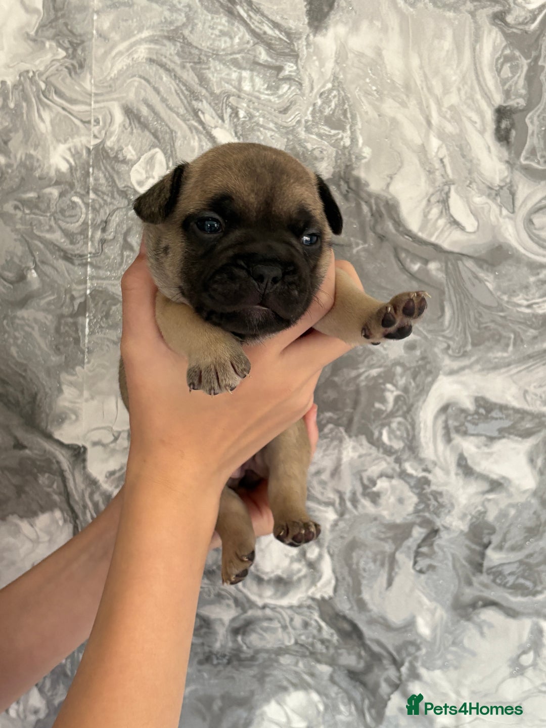 French Bulldog dogs for sale: KC REGISTERED FRENCH BULLDOG PUPPIES - Image 13