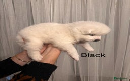 Samoyed dogs for sale: Samoyed Puppies — Ready to Reserve Now! - Image 26