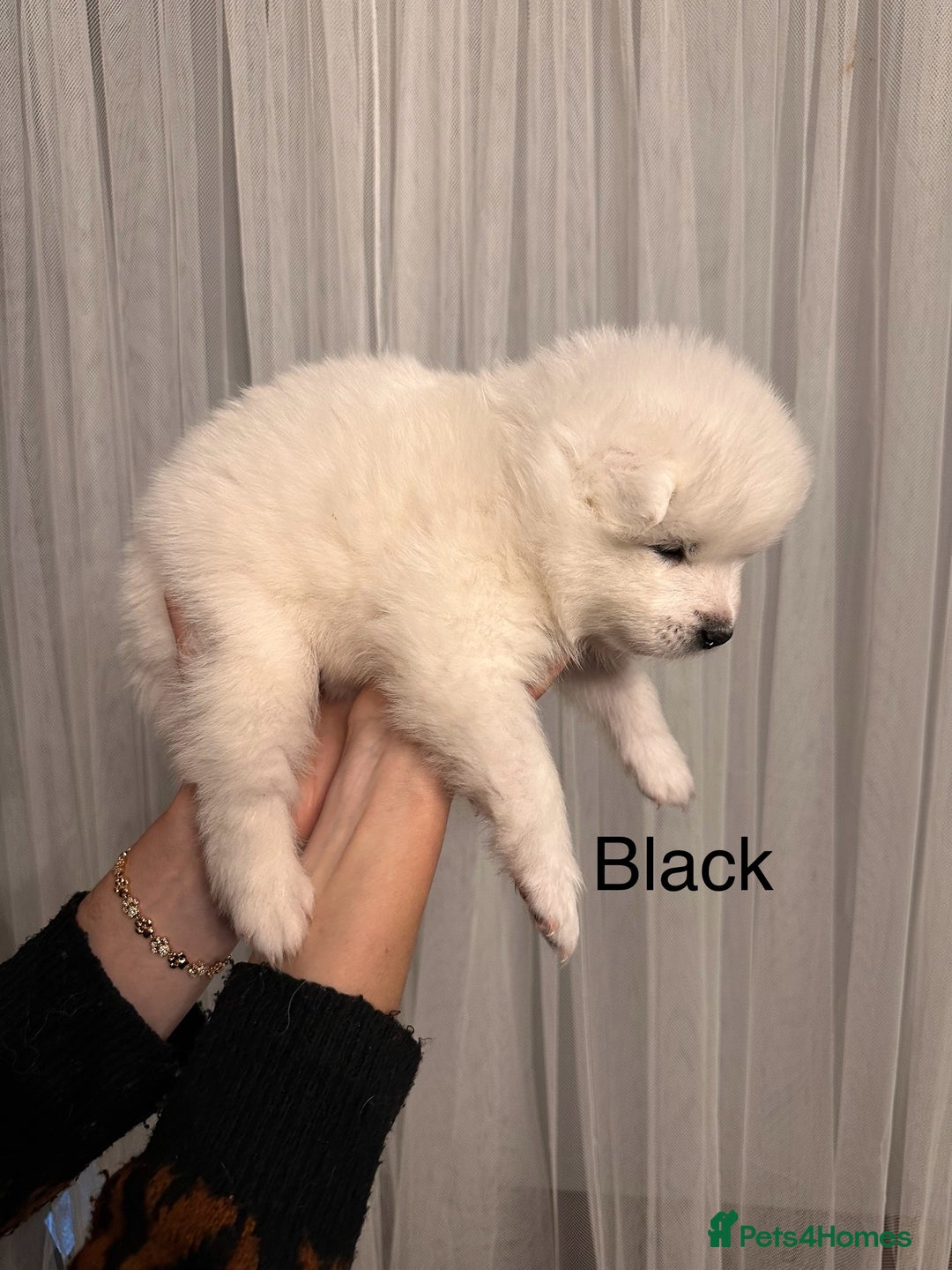 Samoyed dogs for sale: Samoyed Puppies — Ready to Reserve Now! - Image 26