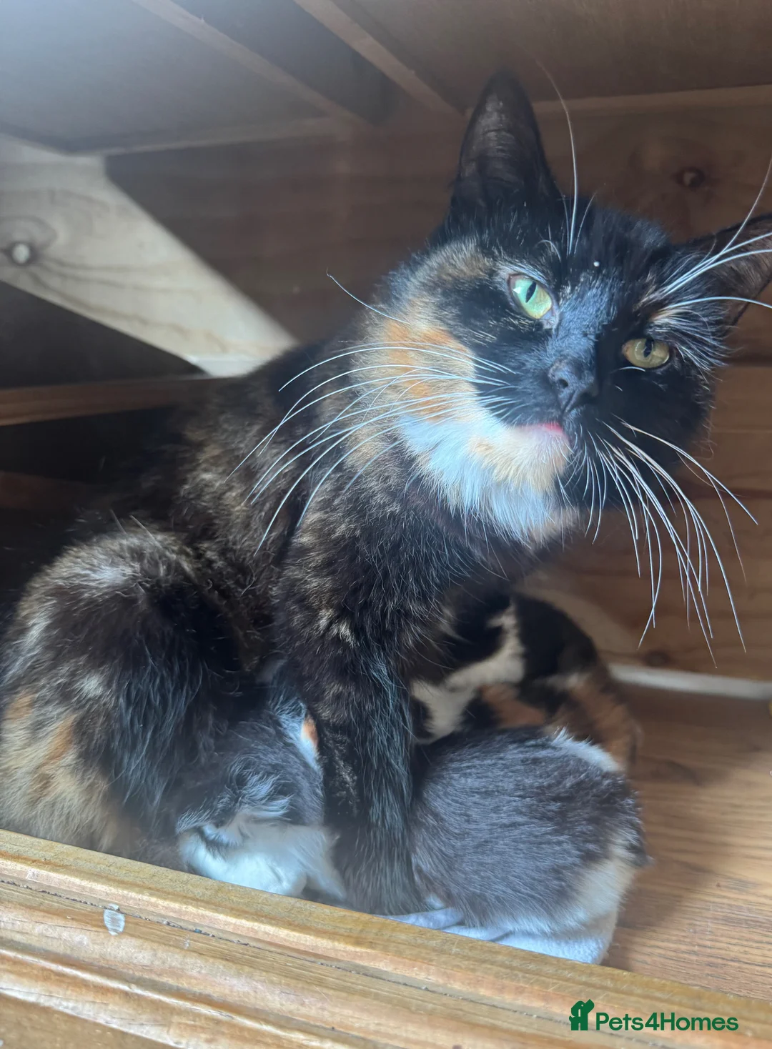 Mixed Breed cats for sale: 2 male kittens  - Advert 1