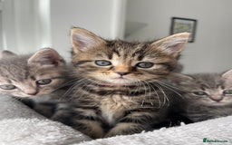 British Shorthair cats for sale: Beautiful kittens❤️ - Image 9