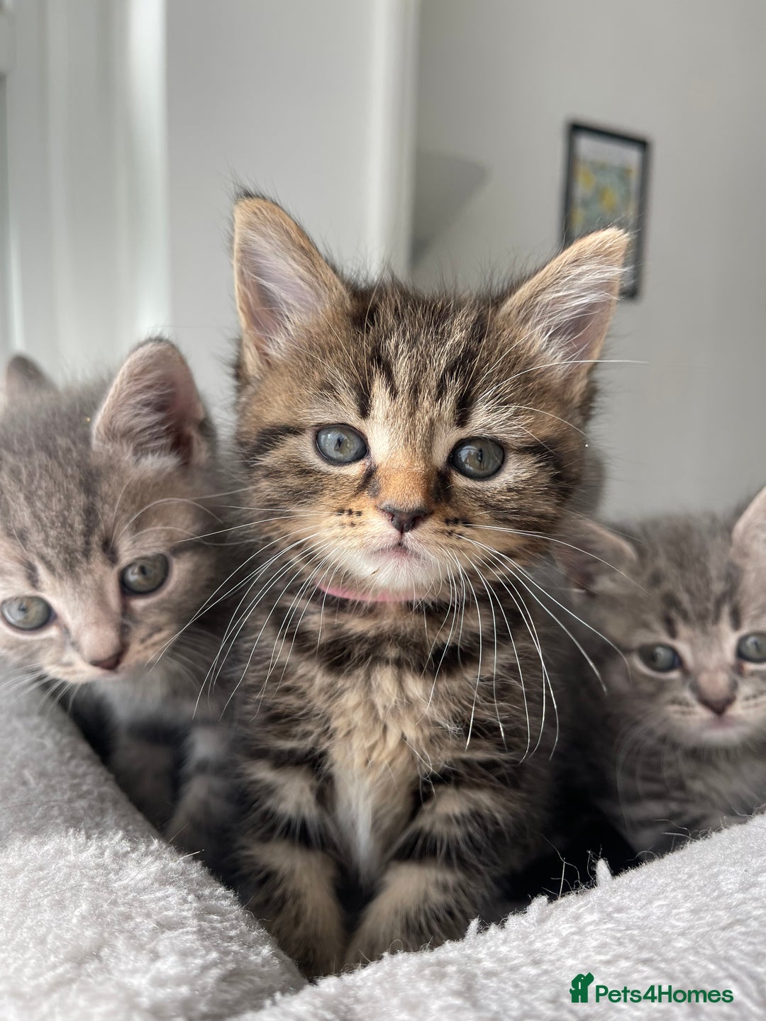British Shorthair cats for sale: Beautiful kittens❤️ - Image 9