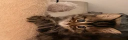Persian cats for sale: Beautiful Persian Cross Kittens - 4 little ladies - Advert 15