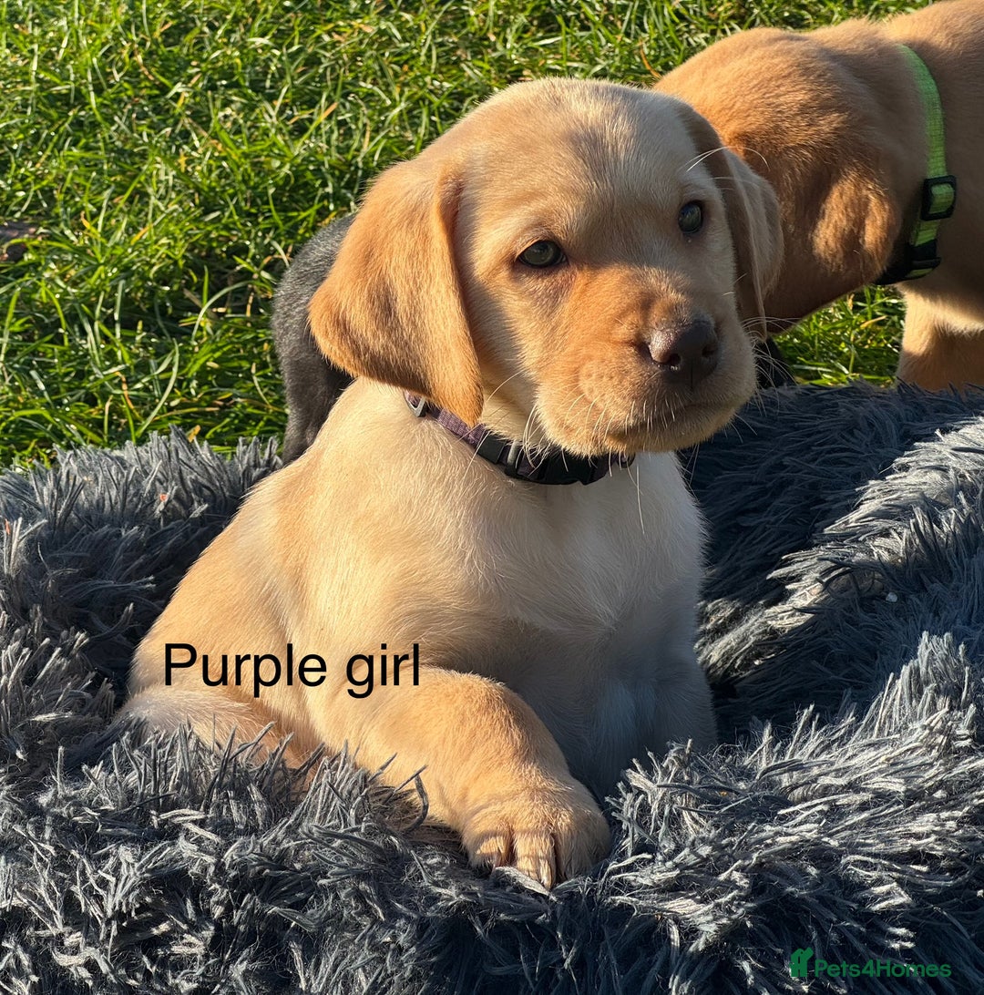 Labrador Retriever dogs for stud: Proven KC Reg Labrador health tested stud in Olney - Advert 32