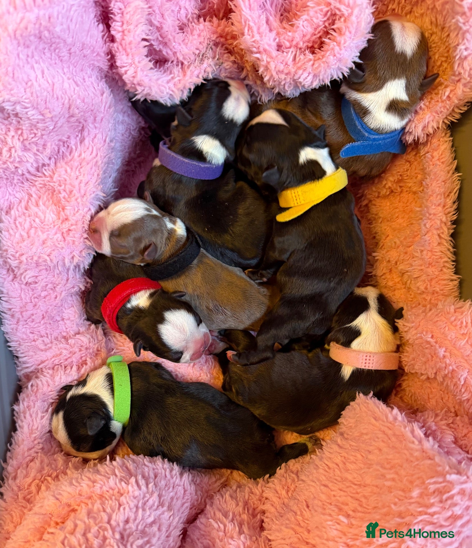 Boston Terrier dogs Our beautiful Boston terrier welcomed 8 puppies  - Advert 1