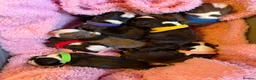 Boston Terrier dogs for sale: Our beautiful Boston terrier welcomed 8 puppies  - Advert 1