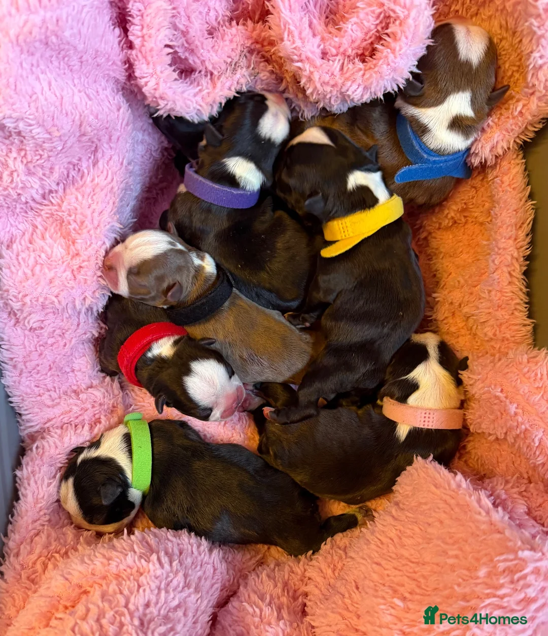 Boston Terrier dogs for sale: Our beautiful Boston terrier welcomed 8 puppies  - Advert 1