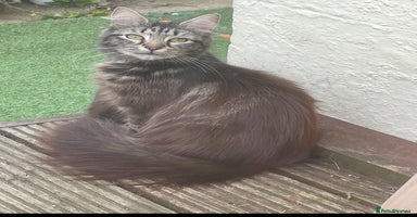 Mixed Breed cats - Advert 5