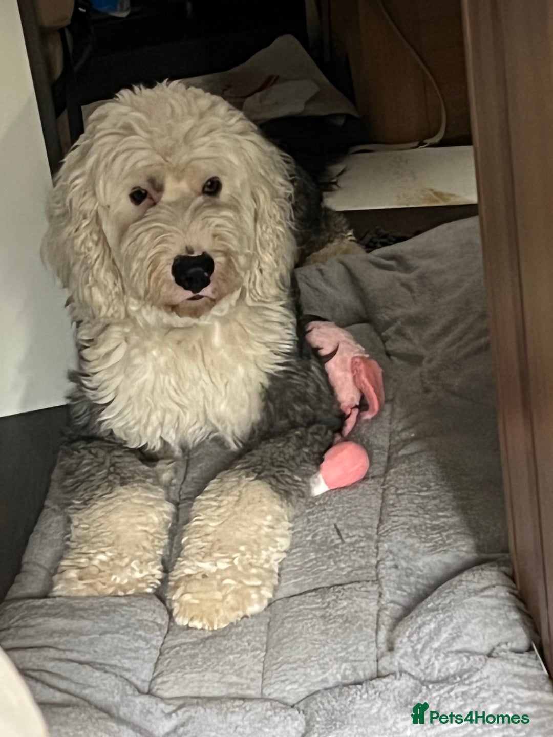 Old English Sheepdog dogs for sale: Old English Sheepdog  - Advert 7