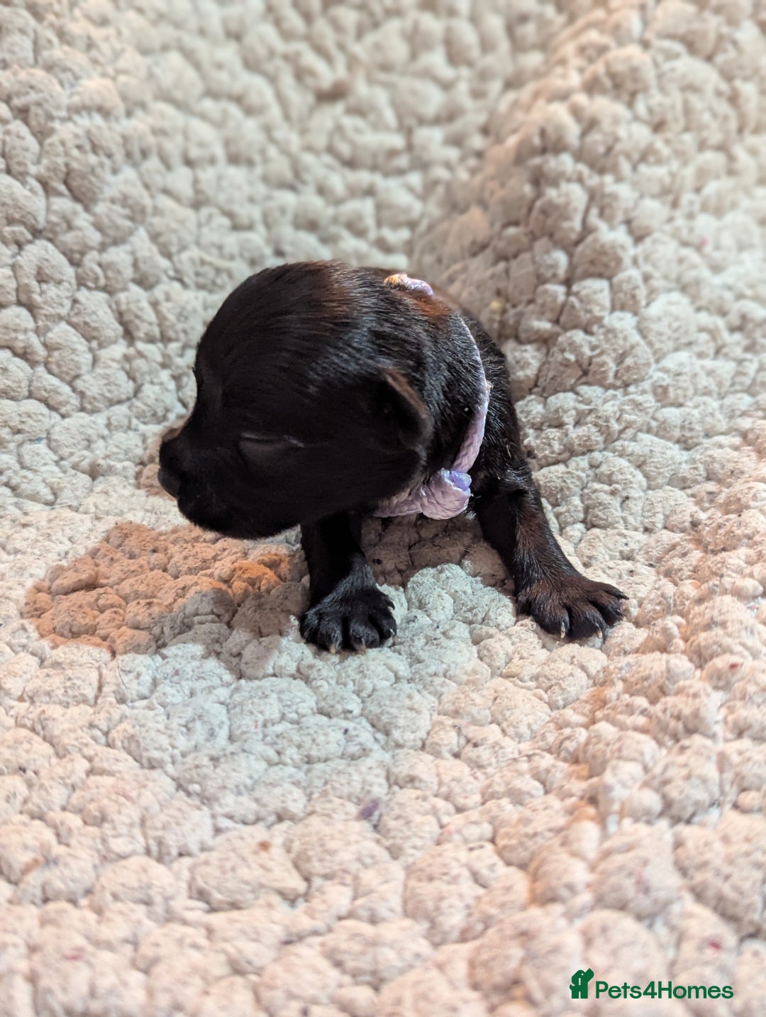 Miniature Schnauzer dogs for sale: Kc reg miniature schnauzers pups available  - Advert 5