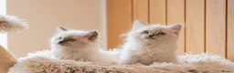 Ragdoll cats for sale: Beautiful Pure-bred Ragdoll Kittens  - Advert 4