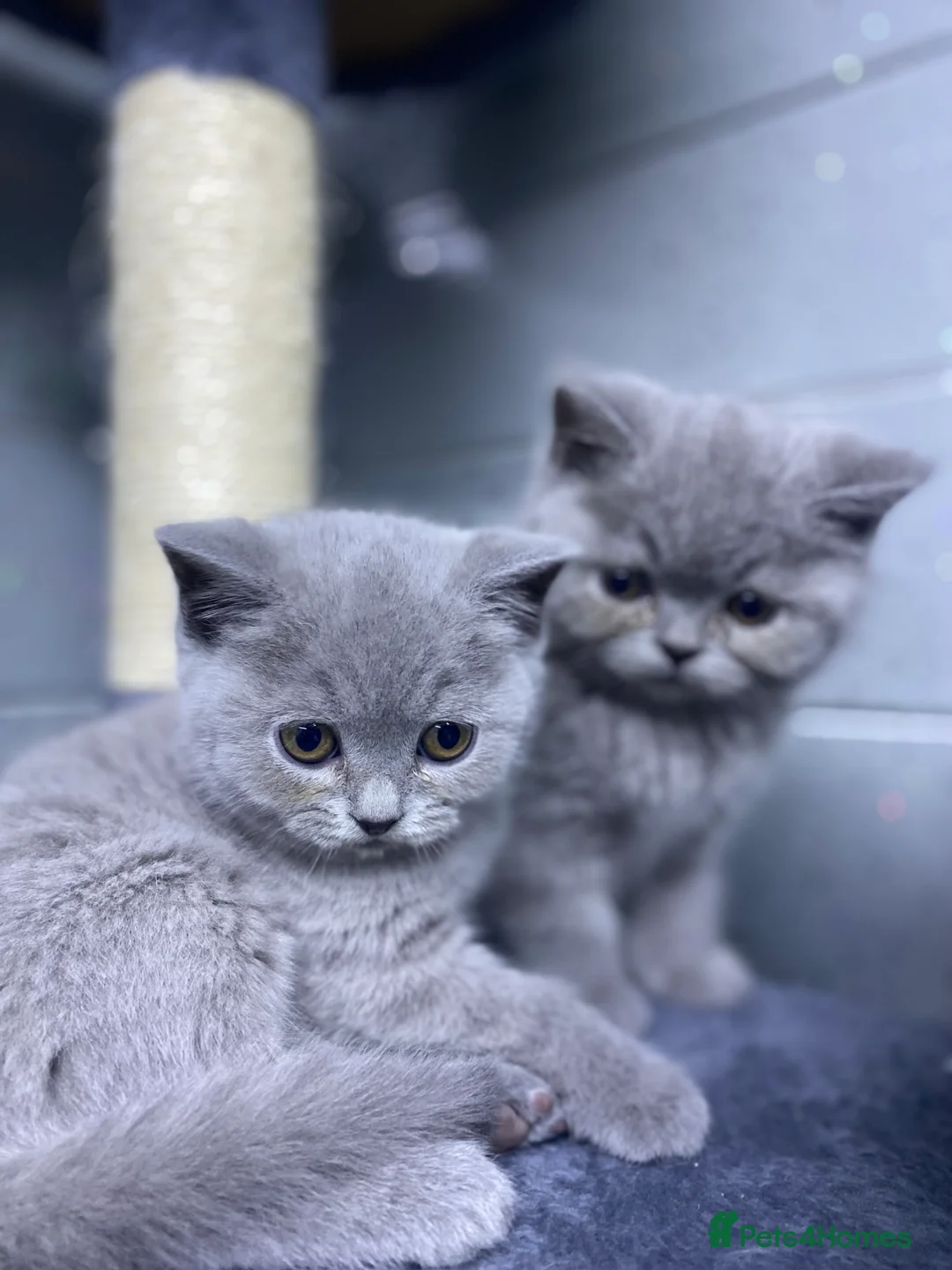 British Shorthair cats for sale: beautiful British shorthair kittens  - Advert 8