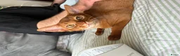 Abyssinian cats for sale: Pedigree Abyssinian boy for sale  - Advert 8