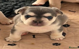 French Bulldog dogs for sale: French Bulldog Puppies - Advert 4