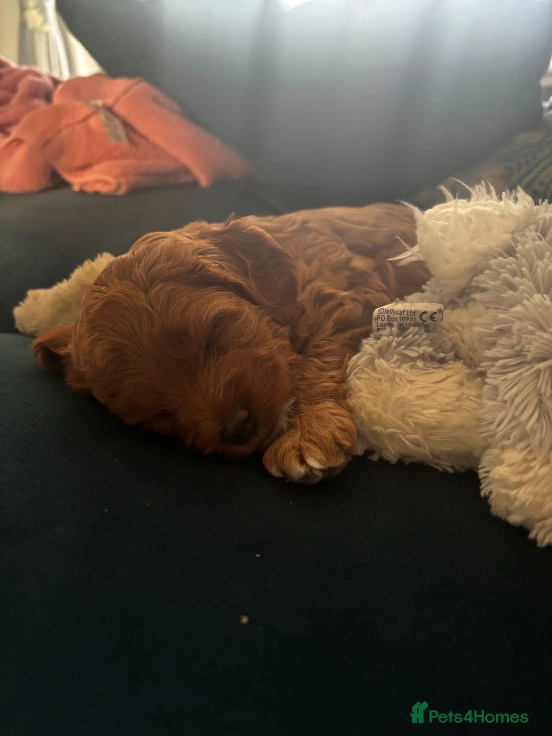 Cavapoo dogs for sale: Beautiful Cavapoo Girl in Morpeth - Advert 2