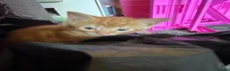 Mixed Breed cats for sale: Beautiful Family-Raised Kittens in Oswestry - Advert 18