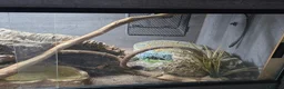 King Snake reptiles for sale: California king snake + FULL setup - Advert 6