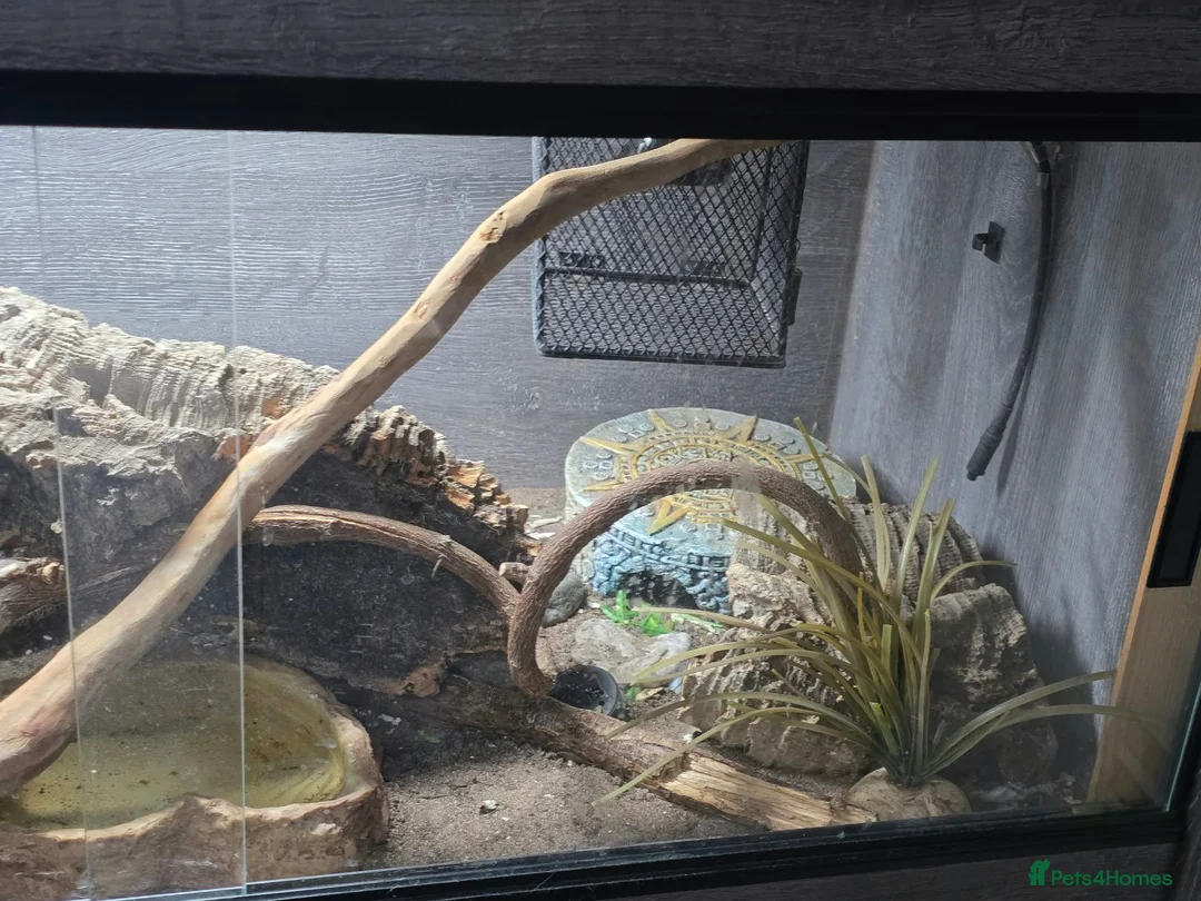 King Snake reptiles for sale: California king snake + FULL setup - Advert 6