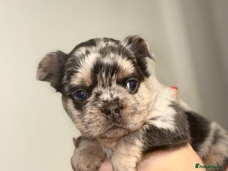 French Bulldog dogs Reduced 💯Quality 🇫🇷Fluffy french bulldog 🐶💙 - Advert 14