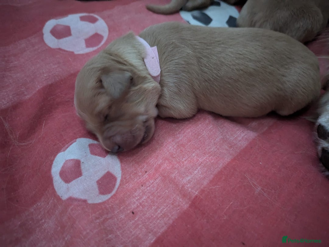 Golden Retriever dogs for sale: Golden retriver puppies (2 girls reserved) - Advert 11