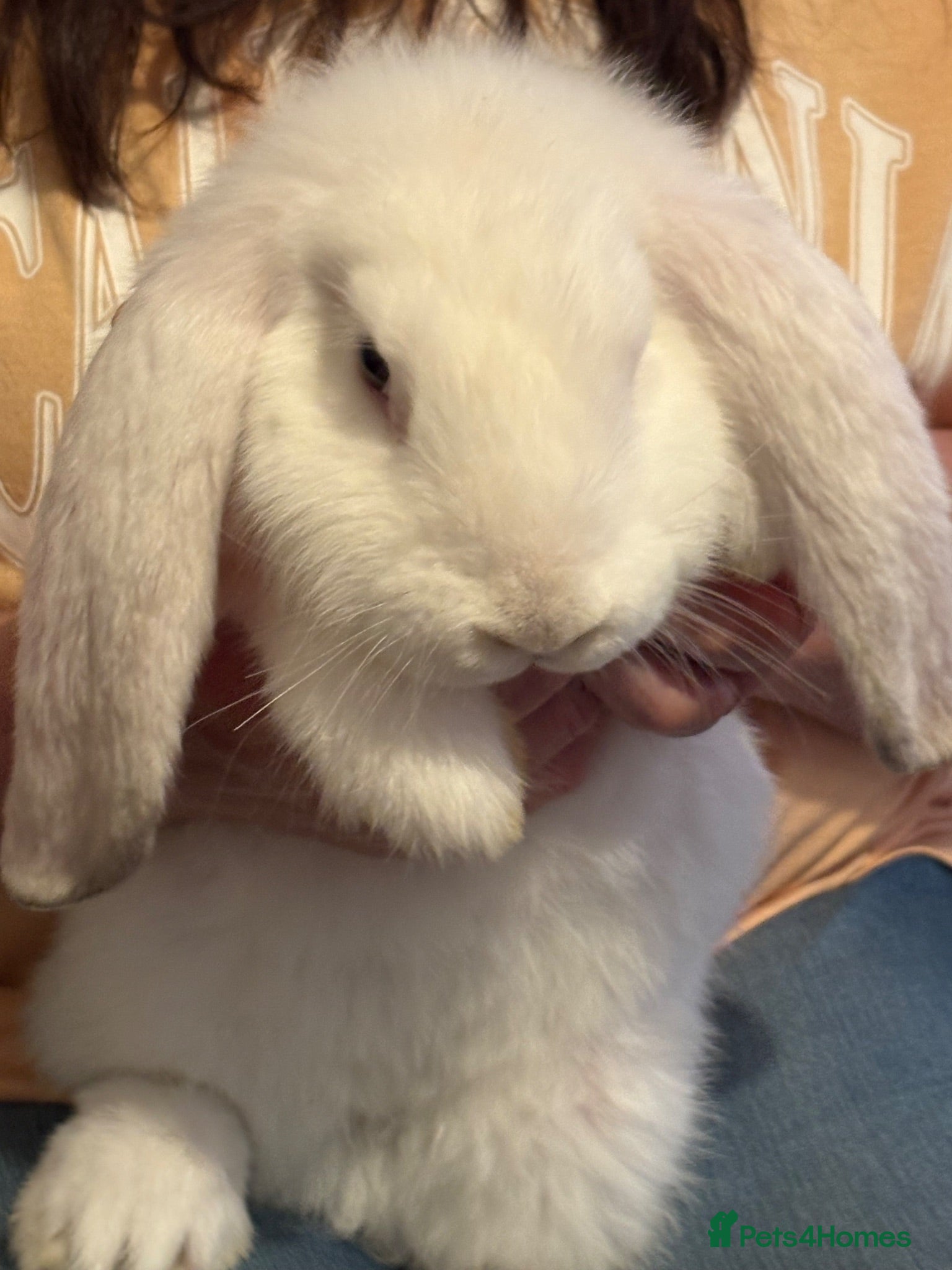 French Lop rabbits Gorgeous French lop babies - Advert 2
