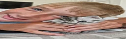 Mixed Breed cats for sale: Half british short hair kittens  - Advert 5