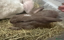 Mini Lop rabbits for sale: 2 male lops ready to go  - Image 5