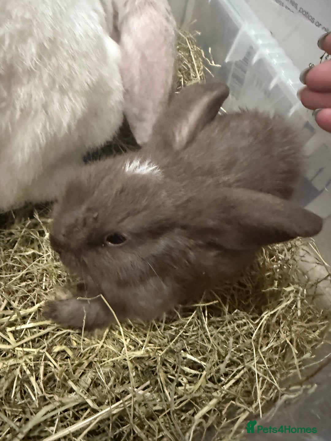 Mini Lop rabbits for sale: 2 male lops ready to go  - Image 5