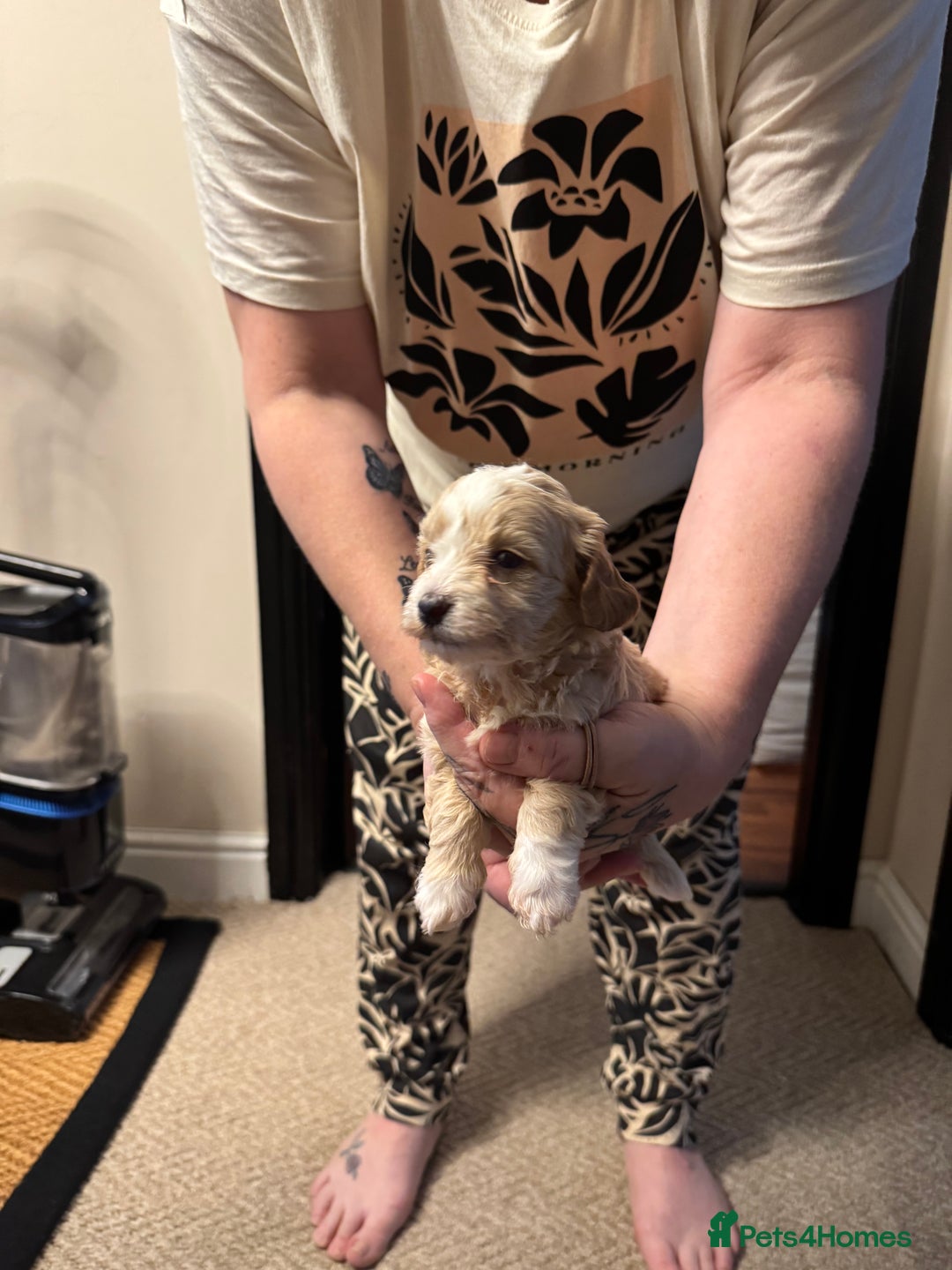 Maltipoo dogs for sale: Teddy bear maltipoo puppies  - Image 3