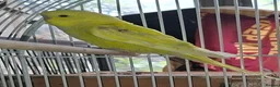 Budgerigars birds for sale: Young budgies for sale  - Advert 3